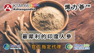 南非醉茄原料，國際年銷百噸雄風產品 KSM66® Ashwagandha（印度人參原料／印度人蔘）保健食品工廠生產、保健品代工、Libido Supplement OEM、Private Label [upl. by Alderman293]