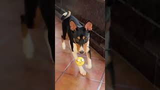 Why Basenjis Don’t Bark – The Dog That Yodels dog doglover shorts basenji facts [upl. by Siegfried]