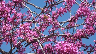 Western Redbud  California Native Dry Shade Garden  Ep12 [upl. by Kristy412]