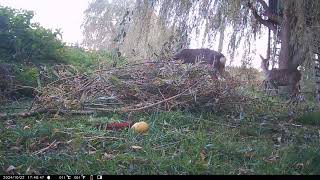 Biber und Rehe am Futterplatz – wer frißt was [upl. by Junie]