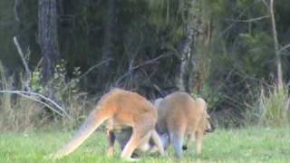 Male wallaby shows interest in female [upl. by Arenahs]