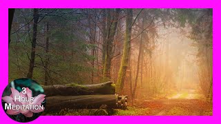 Logs by Forest Trail  Calming Piano Meditation amp Sleep Music  3 Hours [upl. by Ahsyat]