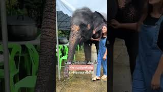 สมศรีจูงมือแม่ไปชื้อผลไม้ค่าquotเอ็นดูรู้ความหมดแค่พูดไม่ได้จ้า พังสมศรี elephant ช้างน้อยน่ารัก [upl. by Ikin329]