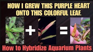 How Hybrid Aquarium Plants Are Made Crossing Aquatic Plant Species For Thier Desired Traits amp Color [upl. by Minica]