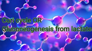 Cori cycle Gluconeogenesis from lactateviral science neet drhadi [upl. by Llerdnam]