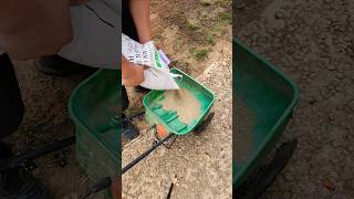 Reseeding The Lawn  lawncare seed grass shorts fall lawn [upl. by Assilam]