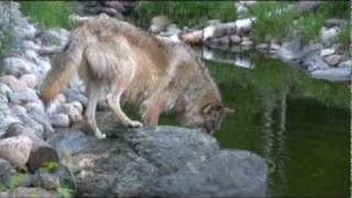 WC Video  May 28 2010  Enclosure Enrichment [upl. by Sonafets]