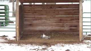 Hawk attacking rooster [upl. by Neelyaj]