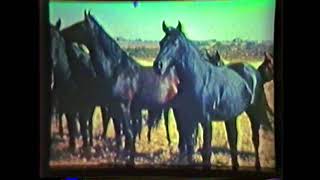 1941 Quarter Horse Film narrated by BF Yeates [upl. by Notreb24]