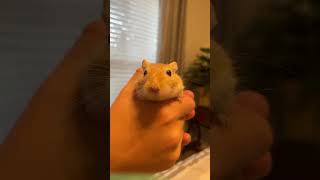 Cute Gerbil Making Funny Noises [upl. by Betthel]