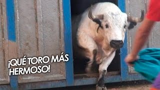 ¡QUÉ TORO MÁS HERMOSO [upl. by Bilow]