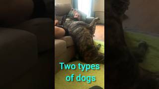 Different Mastiffs behave Differently Cane Corso VS English Mastiff canecorso dog Mastiff [upl. by Beitz296]