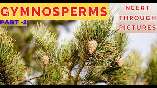 Plant kingdom 09GYMNOSPERMS  Class 11 CBSE NCERT NEETNCERT through pictures  Part 2 [upl. by Nauqan490]