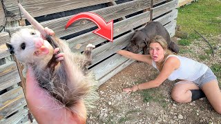 OPOSSUM FOUND LIVING UNDER BARN WE PULLED IT OUT [upl. by Kessel]