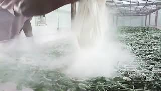 Dusting slaked lime during 4th moult Sericulture Tripura [upl. by Nette]