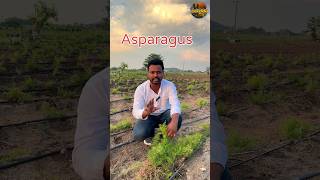 ఆస్పరాగస్ ఫెర్న్  shorts asparagusfern youtubeshorts agriculture ytshorts farming raithu [upl. by Kcirdahs893]