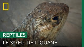 À quoi sert le 3e œil des iguanes [upl. by Ileak425]