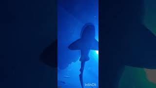 Dubai Aquarium amp Underwater Zoo  Smiling Stingray fish  Batoidea  Cownose Ray [upl. by Niabi]