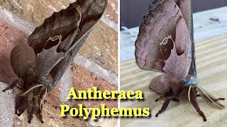 Giant Moth Looks Like Winged Spider Antheraea Polyphemus [upl. by Aramoy]