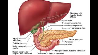 Chapter 23 Digestive System Part4 [upl. by Quartana565]