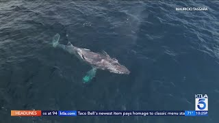 Crews work to free entangled humpback whale off Southern California coast [upl. by Clancy20]