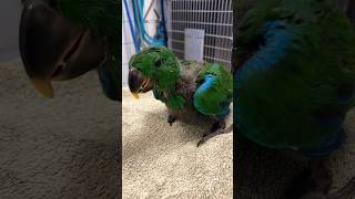 Removal of a digestive foreign body from a young eclectus parrot eclectusparrot [upl. by Adrell129]