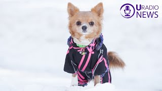 U Radio News Winter Survival for Pets  From Home Comforts to Caring for Strays [upl. by Ahsyla]