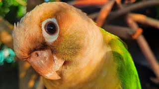 Conure Bird Sounds for Lonely bird to make happy [upl. by Keel]