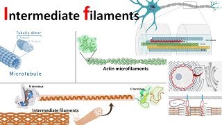 Intermediate filaments structure classification and function [upl. by Ehtiaf]