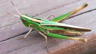 Admirable grasshopper jumping away after resting [upl. by Ardnauqal]