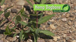 Weed of the Week 1024 Hemp Dogbane 111917 [upl. by Meehar]