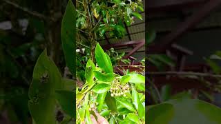 Marvelous Glycosmis pentaphylla কমলাবেরি বা জিন বেরিyoutubeshorts nature garden berry fruits [upl. by Bose]