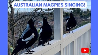 Australian Magpies Singing 😍 National Anthem Listen it’s an Unbelievable SOUND magpie bird [upl. by Analise548]