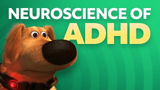 Neuroscience of ADHD [upl. by Towney]