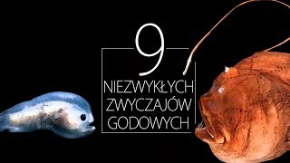 9 niezwykłych zwyczajów godowych zwierząt [upl. by Lombardy]