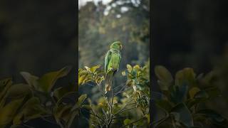 Parrot First Flight parrot englishstories entertainment braveparrot brightstarstories bravery [upl. by Ibbed709]