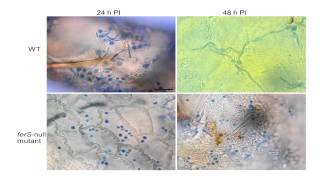 Insect pathogenesis by the fungus Beauveria bassiana [upl. by Polito]