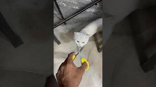 Meo cat food  billo rani ke maje hi maje shorts [upl. by Ttenaej]