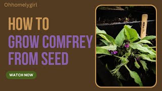 How to Grow Comfrey from seed [upl. by Duma]