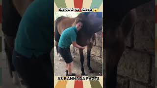 Racing Horses Legs Recovery  kannada facts karnataka amazing youtubeshorts trendingshorts [upl. by Jeff973]