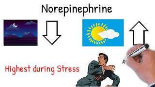 Norepinephrine noradrenaline  Effects Action uses in medicine explained simply [upl. by Lynd]