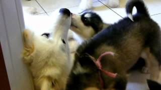 Alaskan Malamute puppies [upl. by Eilrac]