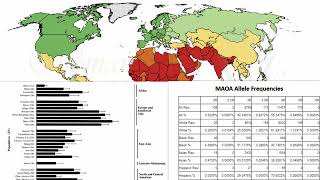 LowActivity MAOA High Serotonin COMT High Dopamine Continent Comparison  Patriarchy Predictor [upl. by Ennovahs]