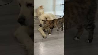 Funny Cat and Dog Mind Voice funny comedy cat dog shortsfeed funnyanimals animalvideos [upl. by Nahc]