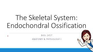 Chapter 6  Endochondral Ossification [upl. by Nessie]