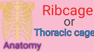 What is Ribcage or thoracic cage and how many bones in Ribcagethoracic cage [upl. by Omiseno]