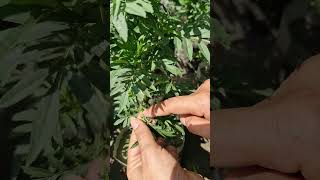 Want fuller bushier marigolds Try the pinching method ✂️🌿iamthegardener marigoldpinching [upl. by Kuhn]