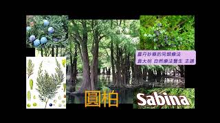 《靈丹妙藥的同類療法》 EP237  圓柏 Sabina Officinalis [upl. by Eleynad]