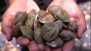 Facts Bivalves [upl. by Iris]