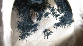 RETRIEVING AND TRANSFERRING THE AVICULARIA VERSICOLOR SLINGS [upl. by Brahear]